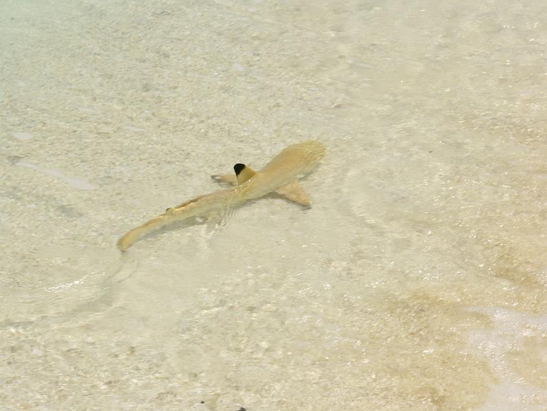 Kuramathi (192).jpg